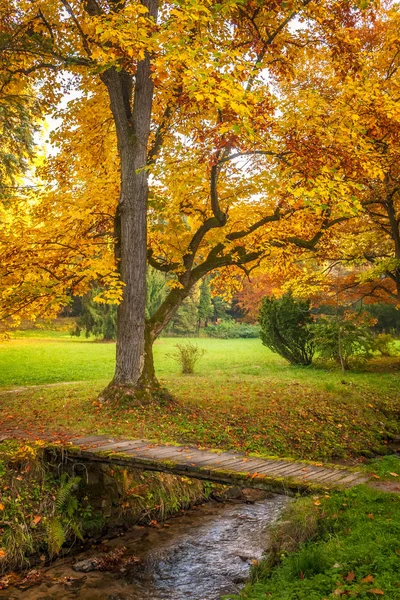 Un árbol con hojas en colores otoñales . —  Fotos de Stock