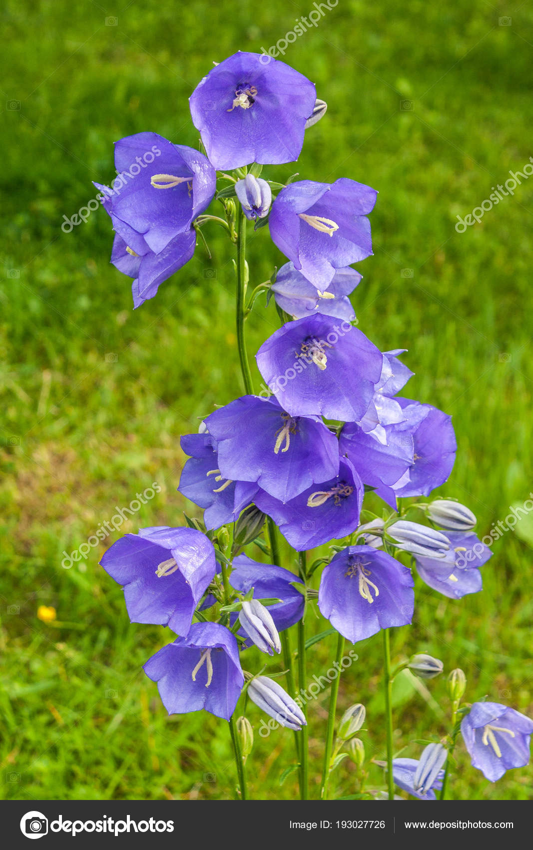 ホタルブクロの花 ストック写真 C Viliam Mucha Gmail Com