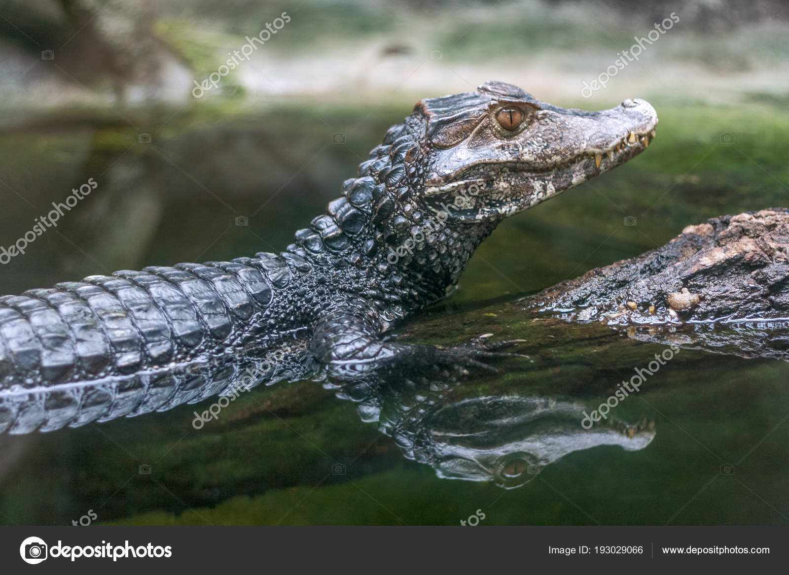 Spectacled Caiman Range