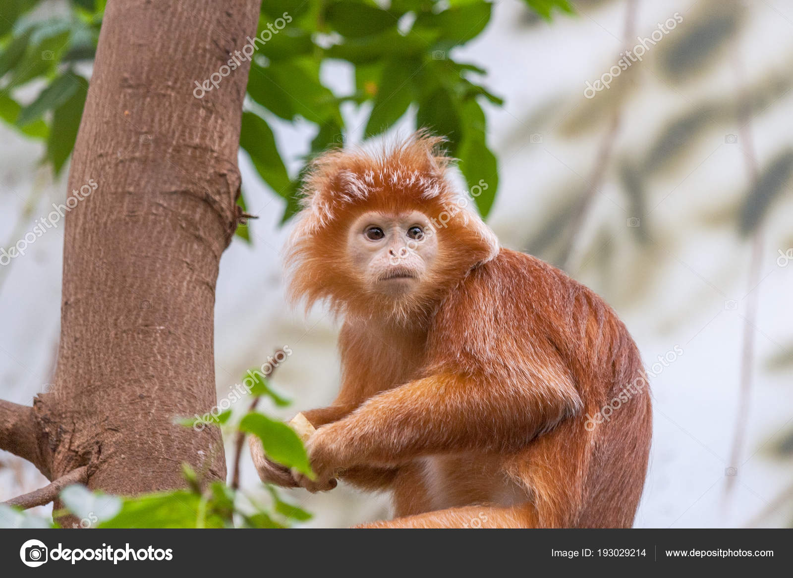 Malika bilan jinsiy aloqa Onam bilan jinsiy aloqa massaji