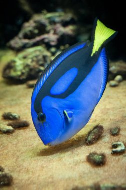 Ünlü akvaryum balık paleti surgeonfish.