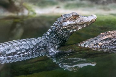 Gözlüklü caiman - Caiman crocodilus yansıması.