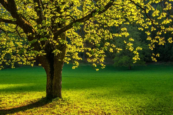 Un copac cu frunze în lumina soarelui în primăvară . — Fotografie, imagine de stoc