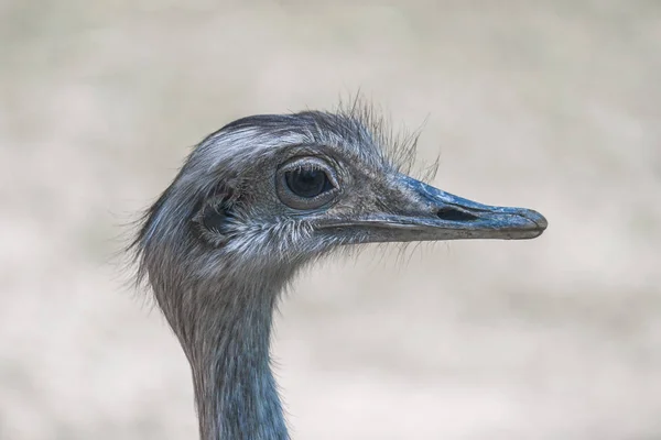 La plus grande rhée (Rhea americana), oiseau sans vol en gros plan . — Photo