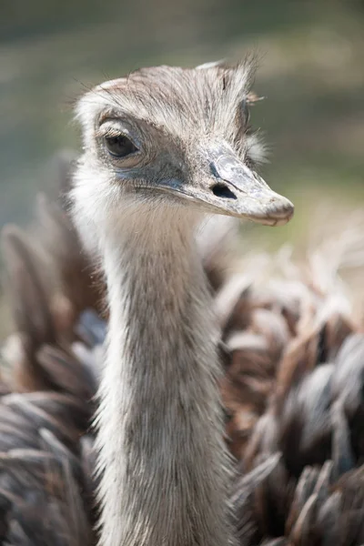 The greater rhea (Rhea americana), flightless bird in close-up. — Stock Photo, Image