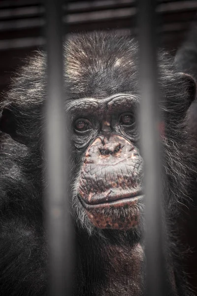 젊은 침팬지의 슬픈 볼. — 스톡 사진