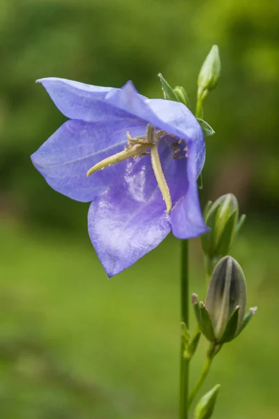 The Campanula flower with the common name bellflower. — Stock Photo, Image