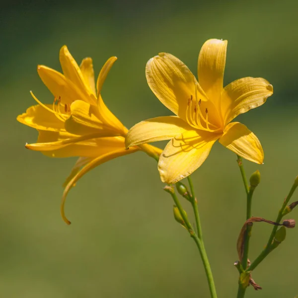 Flor de lírio amarelo florescente . — Fotografia de Stock