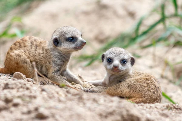 Jonge suricates. — Stockfoto