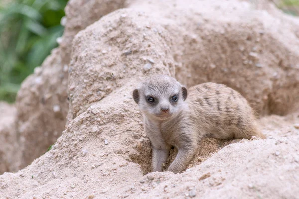 Young suricate. — Stock Photo, Image