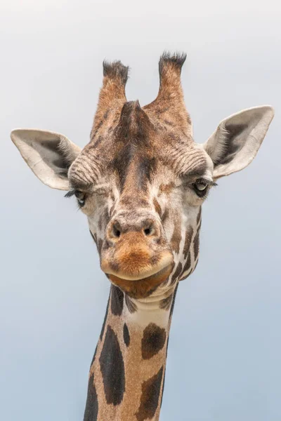 The giraffe (Giraffa). — Stock Photo, Image