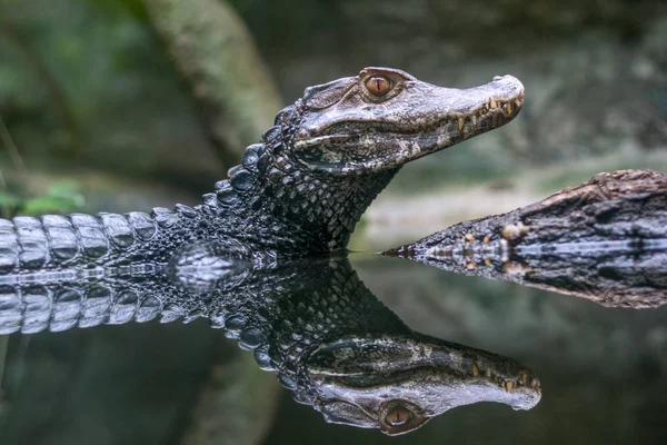 Reflexão do caiman espetacular - Crocodilo de Caiman . — Fotografia de Stock