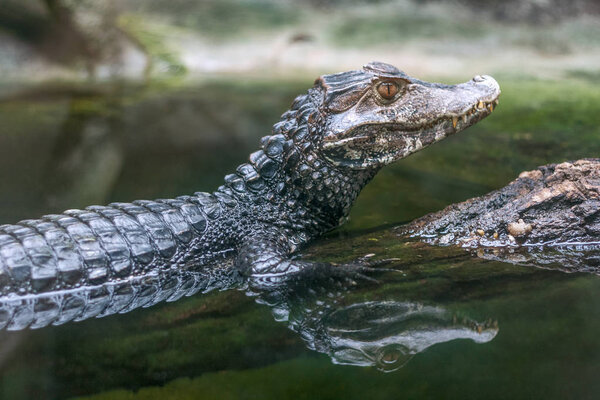 Reflection of The spectacled caiman - Caiman crocodilus.