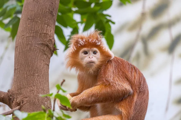 De Javaanse langoer (Trachypithecus auratus) aap. — Stockfoto