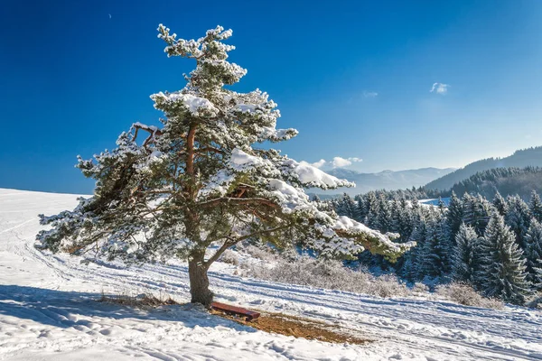 Paisaje invernal con pino nevado . —  Fotos de Stock