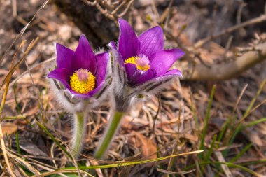 Mor Pulsatilla grandis pasque çiçek.
