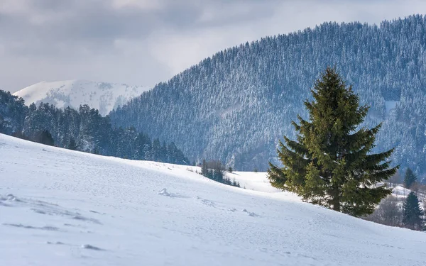Nevado paisaje montañoso de invierno, Eslovaquia . —  Fotos de Stock