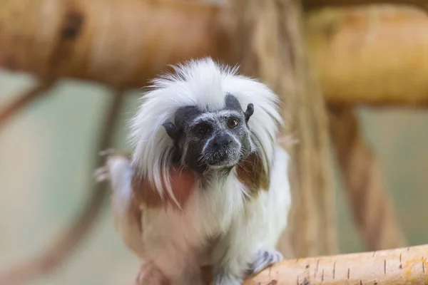 Malá opice bavlna-top tamarin. — Stock fotografie
