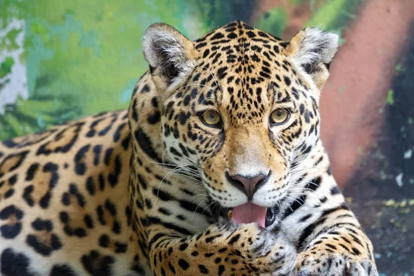 Леопард, соответственно Пантера с латинским названием Panthera pardus . — стоковое фото