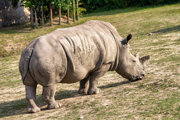Белый носорог . — стоковое фото