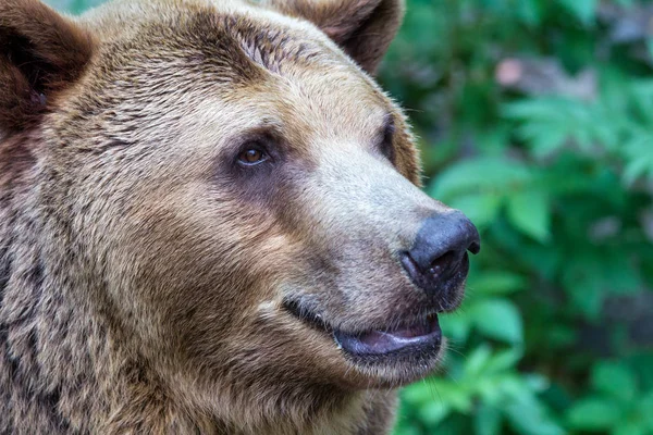 Niedźwiedź brunatny (łac. Ursus arctos)). — Zdjęcie stockowe