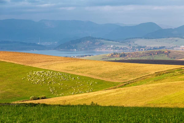 Piemonte táj, birkanyáj a réten reggel. — Stock Fotó