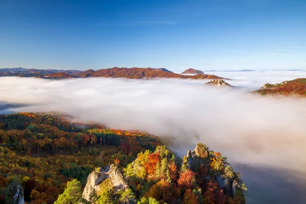 Brightly colored forests of mountain valley in the morning mist. — Stock Photo, Image