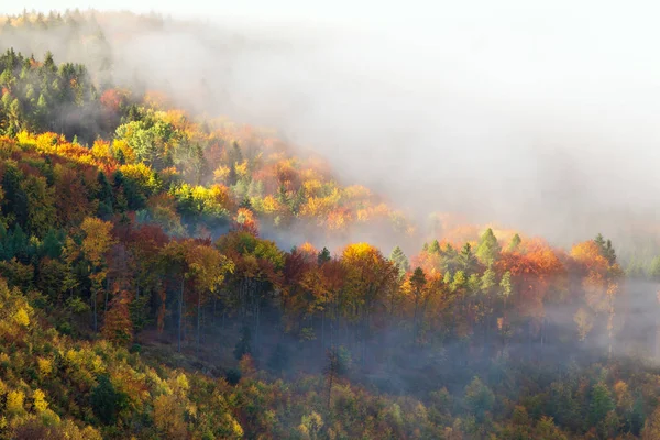 Florestas brilhantemente coloridas do vale da montanha na névoa da manhã . — Fotografia de Stock