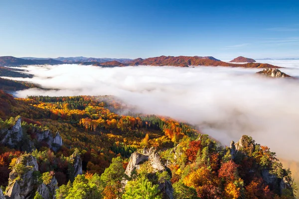 Brightly colored forests of mountain valley in the morning mist. — Stock Photo, Image