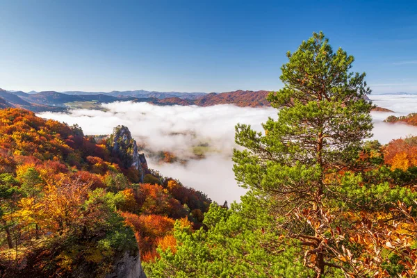 Brightly colored forests of mountain valley in the morning mist. — Stock Photo, Image