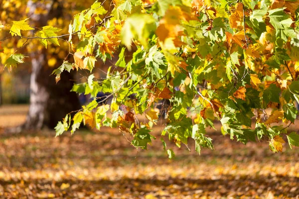 Leaves of tree in an autumn park during a sunny day.