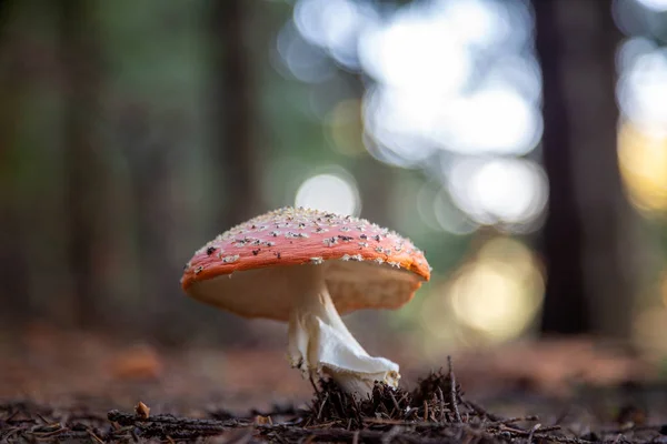 在森林中的红毒菌. — 图库照片