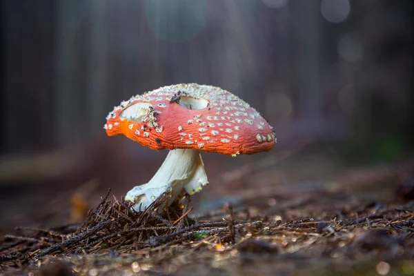 在森林中的红毒菌. — 图库照片