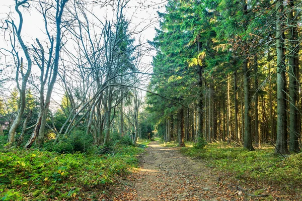 Sentier pédestre à travers la forêt de conifères en automne . — Photo