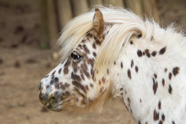 Spotted pony, head profile.