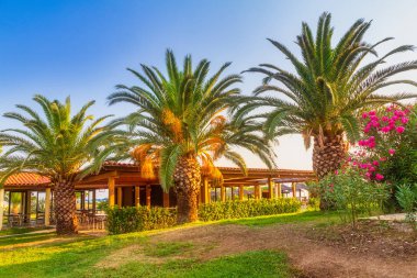 Serinletici bir binada büyüyen palmiye ağaçları.