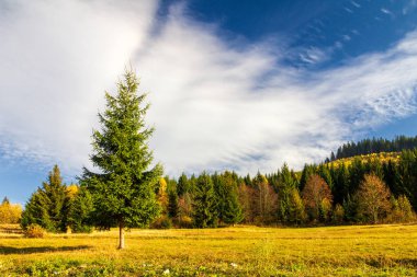 Sonbaharda ormanın ön planında ladin..