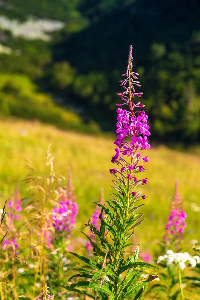 山の風景の前にあるホタルの花. — ストック写真
