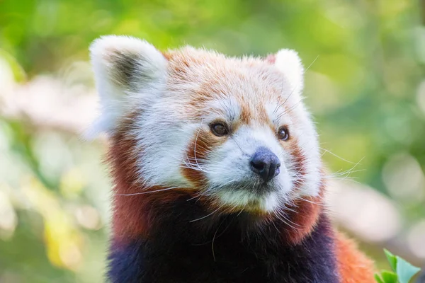 De rode panda in close-up zicht. — Stockfoto