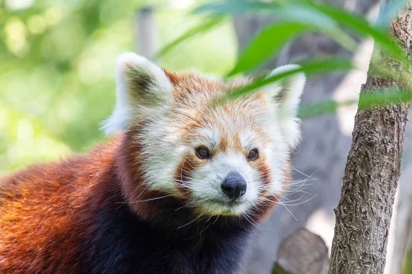 De rode panda in close-up zicht. — Stockfoto