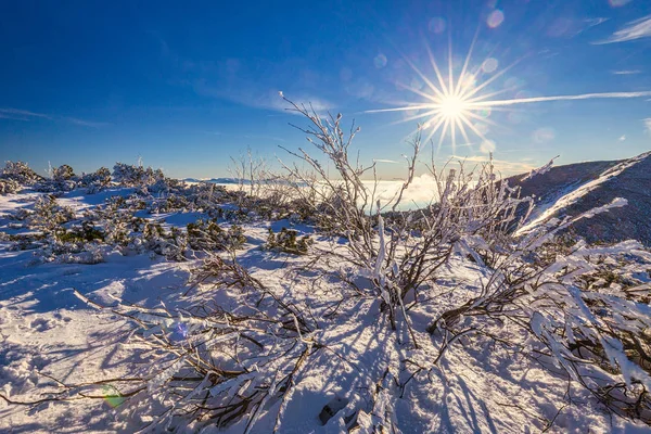 Paisagem de montanha de inverno com com matagal nevado . — Fotografia de Stock