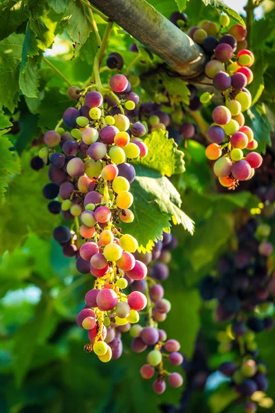 Meerkleurige tros wijnstokken. — Stockfoto