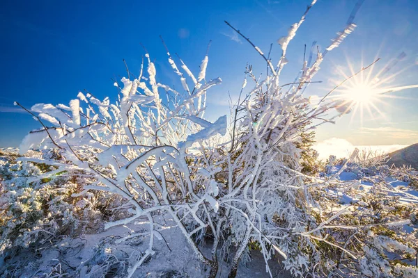 Paesaggio montano invernale con macchia innevata . — Foto Stock