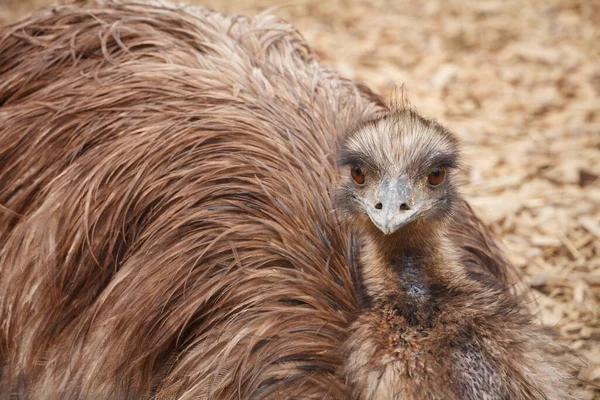 Daha büyük rhea (Rhea americana), uçamayan kuş. — Stok fotoğraf