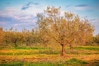 Hırvatistan - Istria, Avrupa - İlkbahar günbatımında zeytin koruluğuyla kırsal alan.