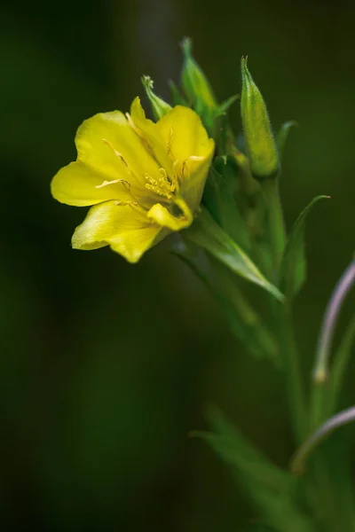 Oenothera Makrocarpa Missouri Akşam Çiçeği Bitkisi Koyu Bulanık Arkaplanda Sarı — Stok fotoğraf