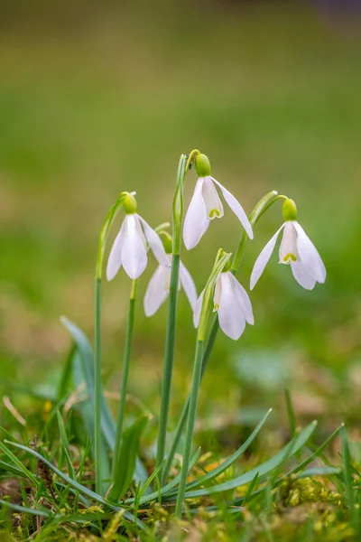 Gouttes Neige Sur Fond Herbeux Flou — Photo