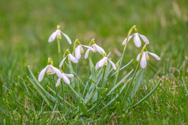 Gouttes Neige Sur Fond Herbeux Flou — Photo