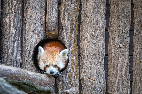 Rode Panda Kijkend Vanuit Een Houten Hol Latijnse Naam Ailurus — Stockfoto