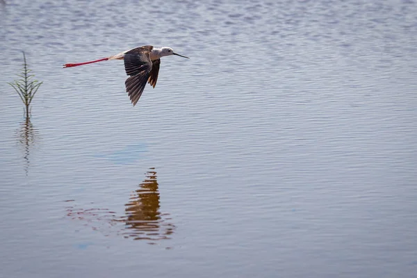 Black Winged Stilt Himantopus Himantopus Bird Flight — Stock Photo, Image